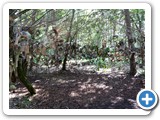2012-07-29-willowman-15