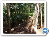 2012-07-29-willowman-33